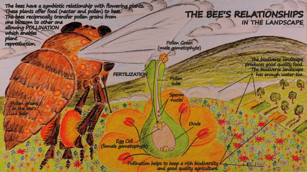 The Bee's Relationships in the Landscape