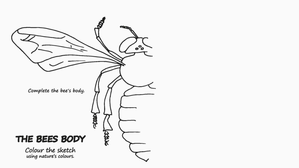 The Bees Body